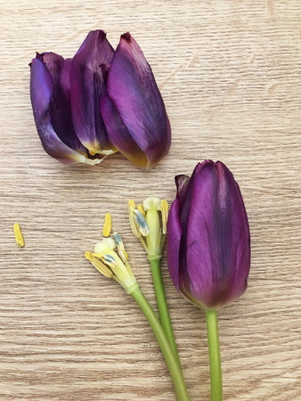 Purpl tulip flowers a natural background. Wilted tulips.の写真素材