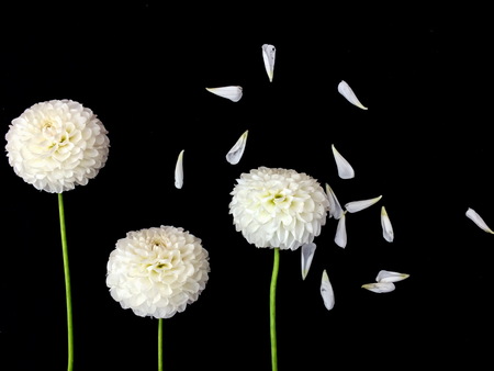 White dahlia flower on black background.の写真素材