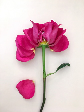 Wilted pink roses on white backgroundの写真素材