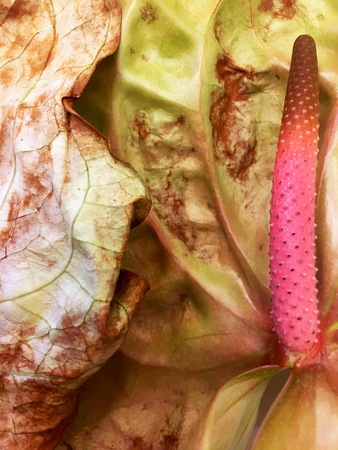 Dried Anthurium flowers isolated