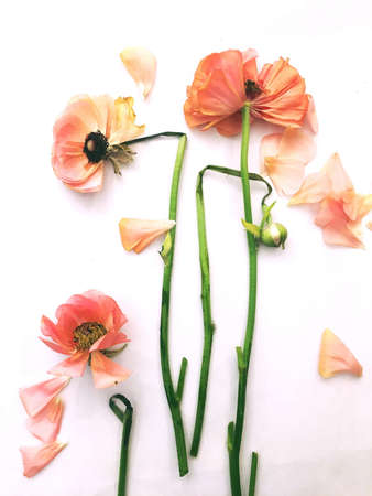 Ranunculus flower head with petals , extreme close-up