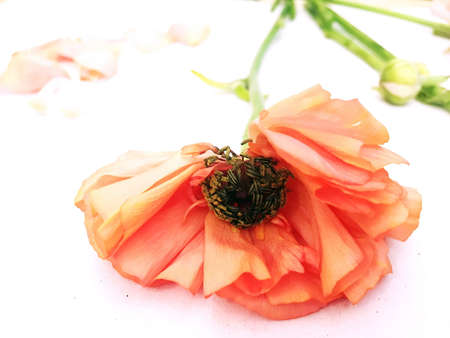 Ranunculus flower head with petals , extreme close-upの写真素材