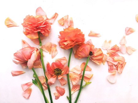 Ranunculus flower head with petals , extreme close-up
