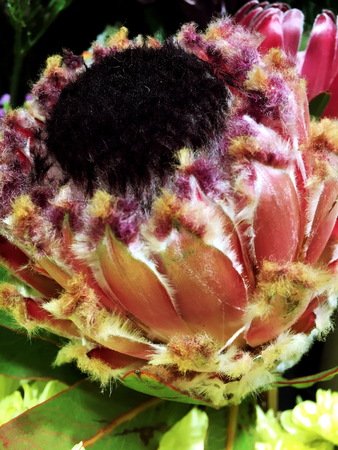 Pink Queen Protea Flower Blossom. Queen Proteaの写真素材