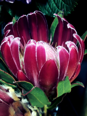 Pink Queen Protea Flower Blossom. Beautiful flower