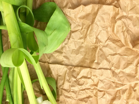 Spring bouquet of white tulips with green leaves over white old background.の写真素材
