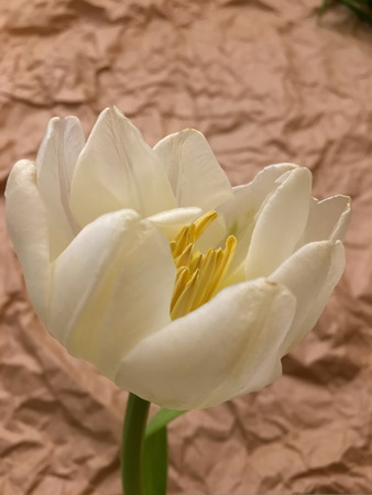 Spring bouquet of white tulips with green leaves over white old background.の写真素材