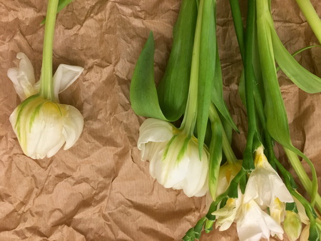 Spring bouquet of white tulips with green leaves over white old background.