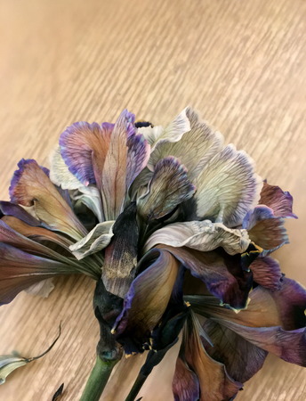 Beautiful blossoming coloured brown, blue and pink carnations , white cornation