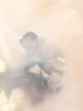 Beautiful blossoming coloured brown, blue and pink carnations , white cornationの写真素材
