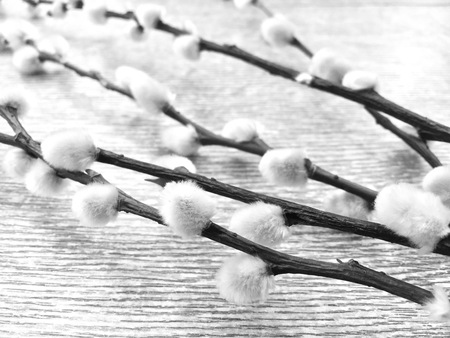 Catkin pussy. Pussy willow branches with white catkins on wooden background for Palm Sunday,...