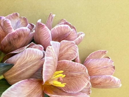 Beautiful blossoming trendy brownie tulip flower background, close up view.