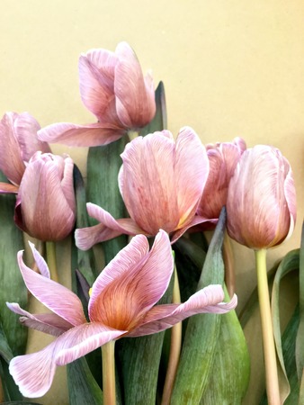 Beautiful blossoming trendy brownie tulip flower background, close up view.の写真素材