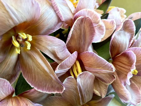 Beautiful blossoming trendy brownie tulip flower background, close up view.の写真素材