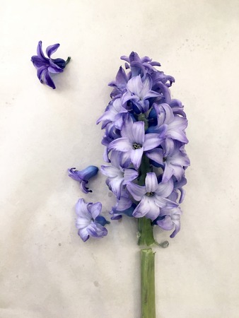 Dry hyacinth flower laying on vintage paper background. Blue hyacinth isolated on white background. Purple Hyacinths bloom.の写真素材