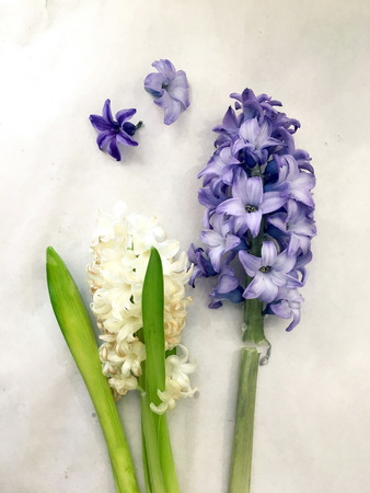 Dry hyacinth flower laying on vintage paper background. Blue and white hyacinth isolated on white background. Purple Hyacinths bloom.の写真素材