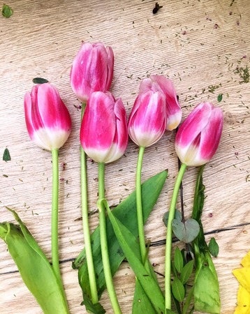 Tulips on a wooden background. Flora, gardening and plant concept - close up of tulip flowers on wooden table.の写真素材