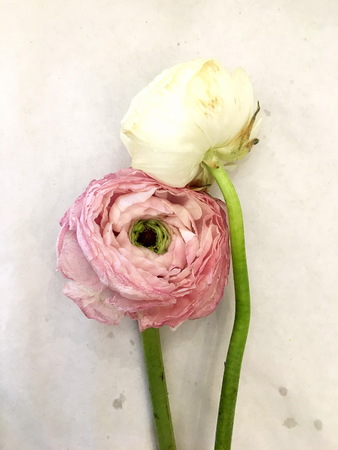 Dry Ranunnculus, Buttercup flower laying on vintage paper background. Ranunnculus, Buttercup isolated on white background. Ranunnculus, Buttercup bloom.の写真素材