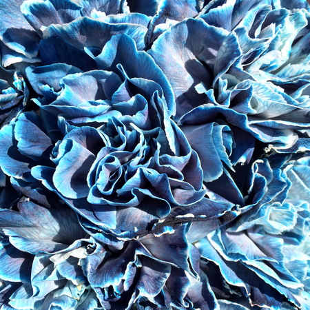 Blu of Carnation Flowers for Background. Blue Carnation of flowers closeup. Blue Carnation and beautiful flower wall.の写真素材