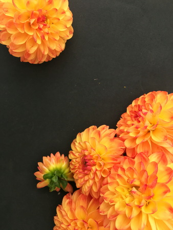 Orange dahlia flower on black background. Pink dahliaisolated.の写真素材