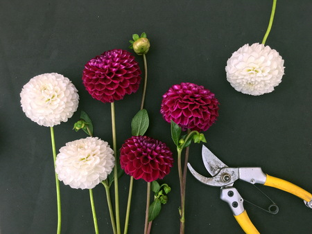 Pink dahlia flower on black background. Pink dahliaisolated. Flowers and tools to create a bouquet.