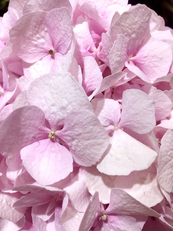 Beautiful hydrangea background in Pink colors.の写真素材