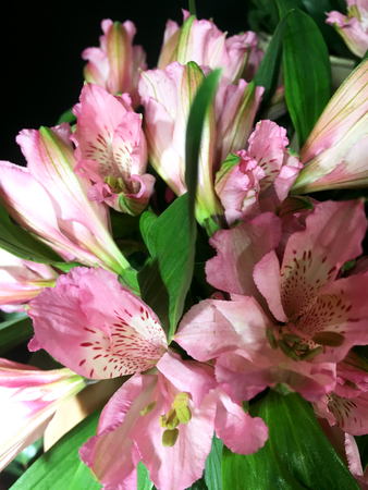 Alstroemeria flowers background. Alstroemeria pink. Alstroemerias on black backgroundの写真素材