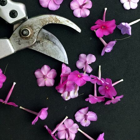 Dianthus Garden Flowers on black backgraund. Pink Flowers To Garden Carnations.