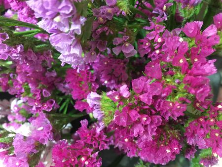 Beautiful colorful fresh statice flower. Limonium sinuatum or Statice flower.