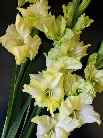 Yellow gladiolus flower on black backgraund. Flower of Gladiolus whit space for text.の写真素材