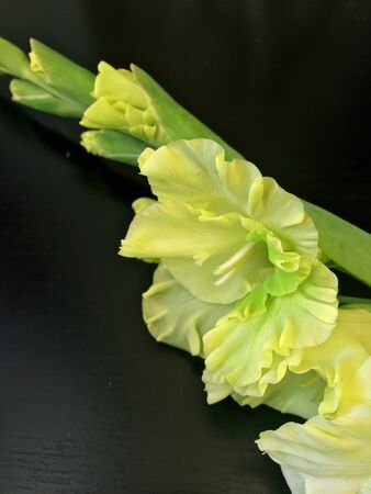 Beautiful fresh yellow gladiolus isolated on black. Flower of Gladiolus whit space for text.の写真素材