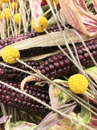 Top view of variety of colorful cubs of corn with dried flowers. Bunch of colorful dried corn on cob. Colorful dried Indian Corn.の写真素材