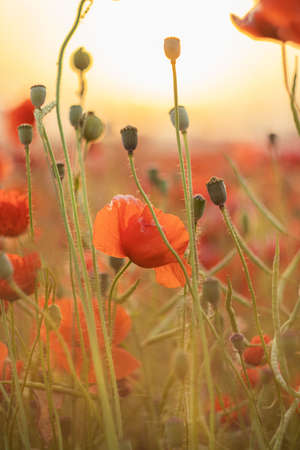 Poppy flowers summer background, field with red flowers. Meadow with beautiful bright red poppy flowers.の写真素材