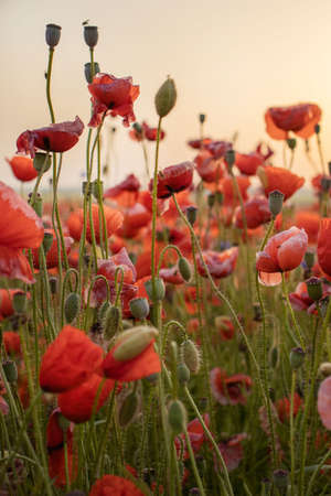 Sunrise with poppies in the sun. Poppy flower. Beautiful field of red poppies in the sunset light.の写真素材