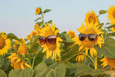 Bloomed sunflower with sunglasses in a field of sunflowers, on a sunny summer day. Fun idea of smiling human face on sunflower.の写真素材