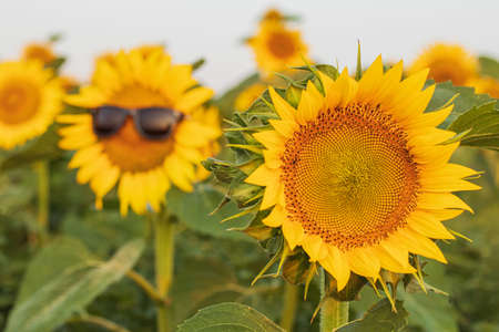 Sunflower wearing sunglasses in a sunflower field at sunrice. Summer heat concept. Close up of...