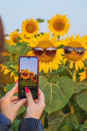 Woman take a picture of a sunflower with a mobile phone. Smartphone in the hands of a girl making a...