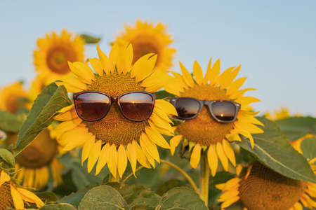 Bloomed sunflower with sunglasses in a field of sunflowers, on a sunny summer day. Fun idea of smiling human face on sunflower.の写真素材