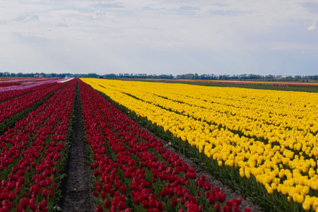 Rows colorful tulips on the field. Natural landscape. Tulip plantation.