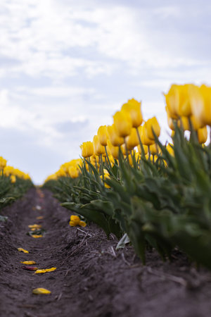 Two yellow rows of flowers on a tulip field.の写真素材