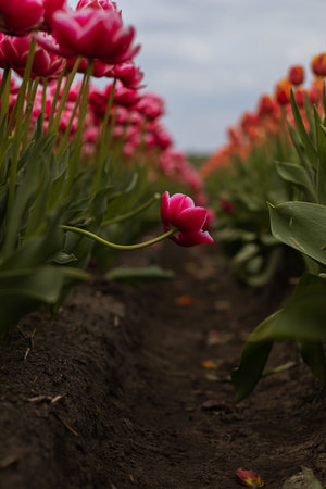 Field of colorful tulips in Belarus, Brest region.