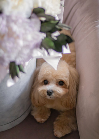 Maltipoo dog. Adorable puppy. Charming brown puppy maltipoo