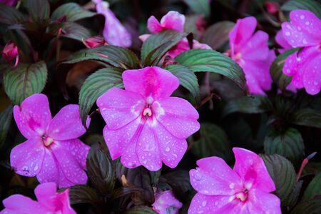 flowers in the gardenの写真素材