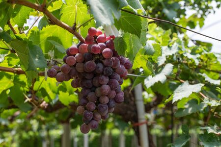 Bunch of grapes on a vineの写真素材