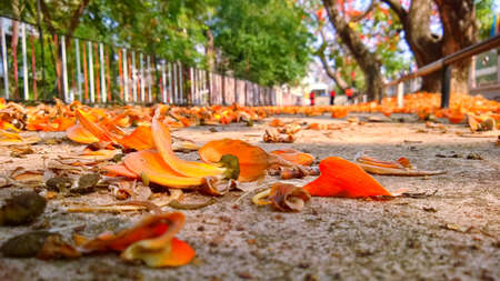 Flowerの写真素材