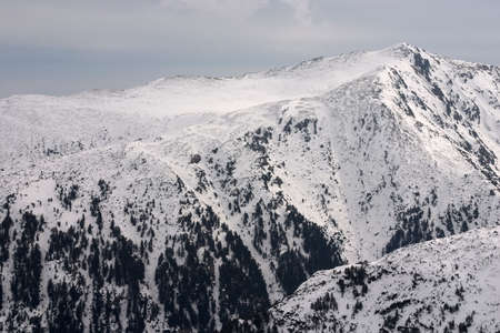 Forest in mountain margins with snow and sky