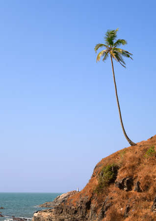 Lonely coconut palm on the beach in Goaの写真素材