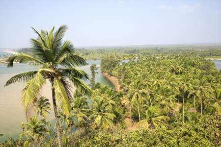 Green palms over blue sky and river in Indiaの写真素材