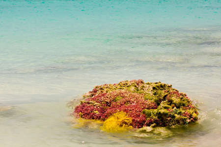 A piece of coral reef polluted by fishnet