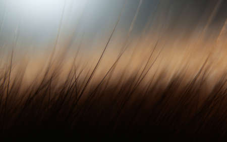 Beautiful background, wool close-up viewの写真素材